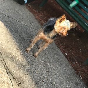 Meet your Posher, Tessie